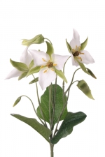 Boslelie (Trillium)  40cm (Nog 5 stuks op voorraad, daarna niet meer leverbaar)